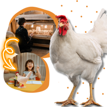 Carica l'immagine nel visualizzatore di Gallery, Lampada accogliente a forma di uovo di gallina - Ozerty