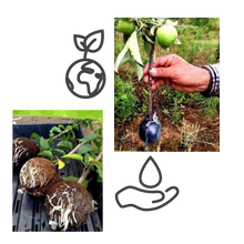 Carica l&#39;immagine nel visualizzatore di Gallery, Confezione da 3 scatole per piante a stratificazione aerea - Ozerty
