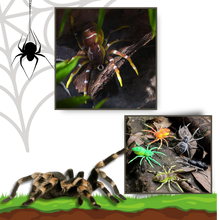Carica l&#39;immagine nel visualizzatore di Gallery, Esche ragno a movimento naturale - Ozerty
